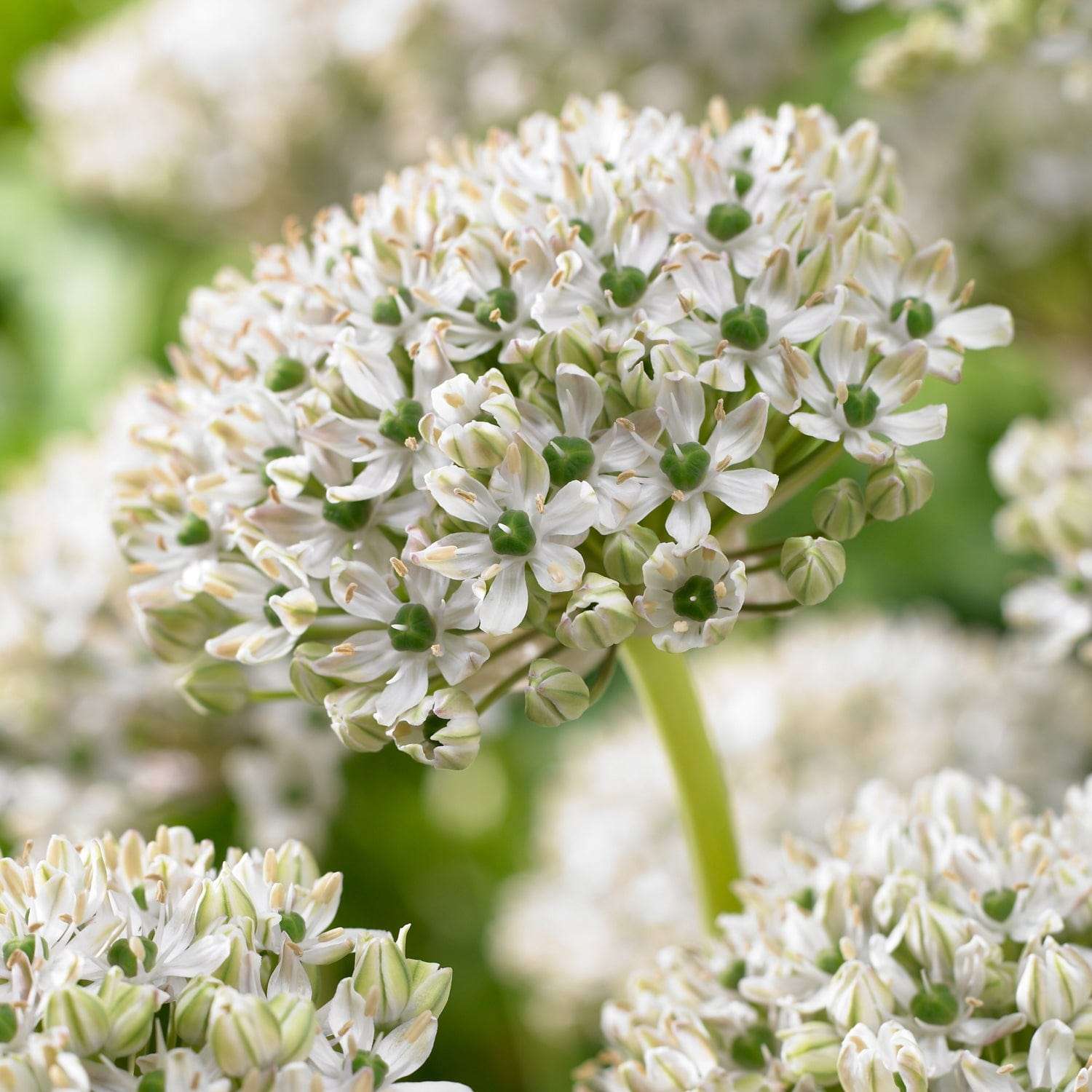Allium 'Nigrum'